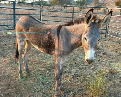 Burro On the Mend After Latest Bow Assault on Feral Donkeys in California
